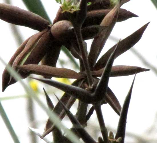 Bull-Horn Acacia, VACHELLIA [ACACIA] COLLINSII, open fruit capsules