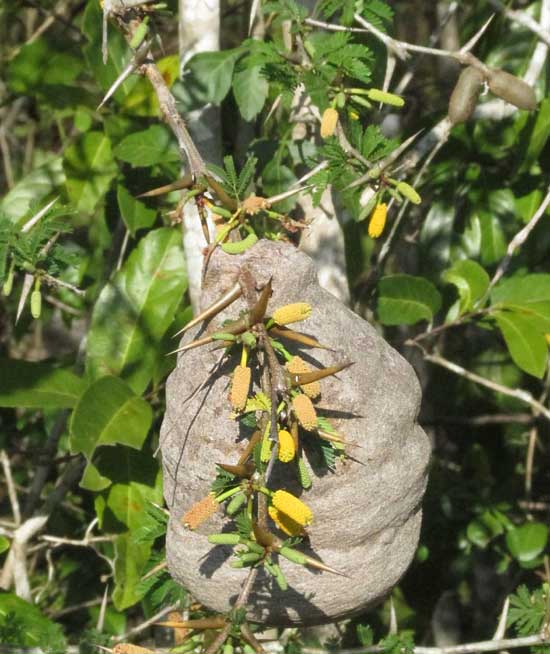 Papwer wasp nest on Bull-Horn Acacia, VACHELLIA [ACACIA] COLLINSII
