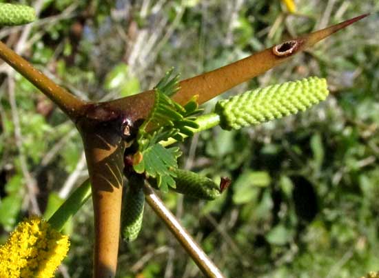 Bull-Horn Acacia, VACHELLIA [ACACIA] COLLINSII, spine with ant hole