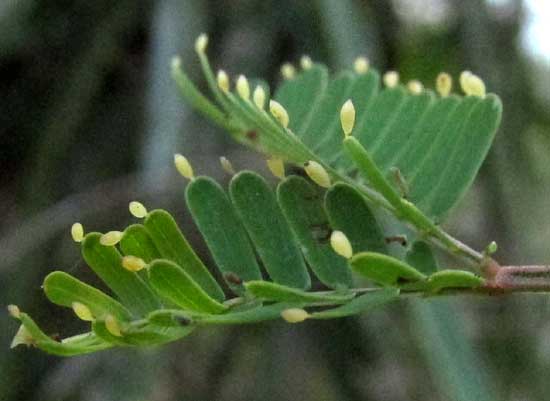 Beltian bodies on Bull-Horn Acacia, VACHELLIA [ACACIA] COLLINSII