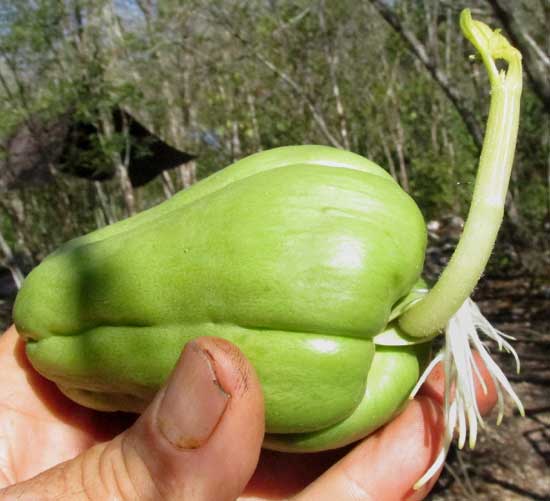 sprouting Chayote fruit, SECHIUM EDULE