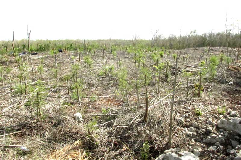 coppicing LEUCAENA LEUCOCEPHALA