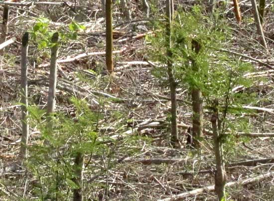 coppiced LEUCAENA LEUCOCEPHALA