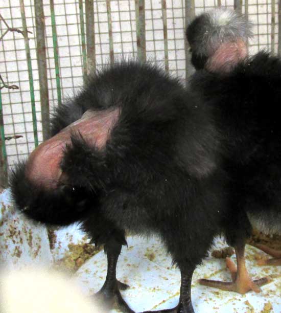 Naked-neck chicken hatchlings