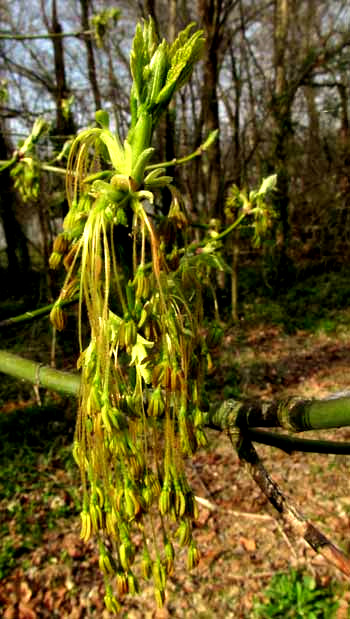 Boxelder tree, ACER NEGUNDO, drooping stamens of male flowers