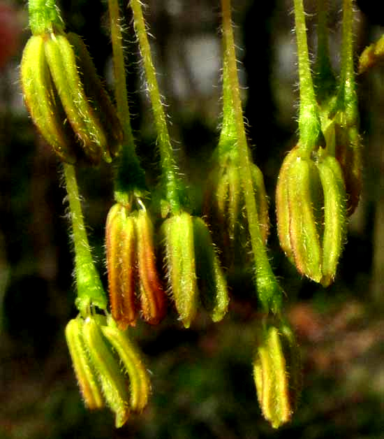 Boxelder tree, ACER NEGUNDO, anthers