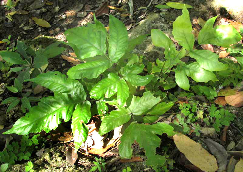 Japanese Holly Fern, CYRTOMIUM FALCATUM