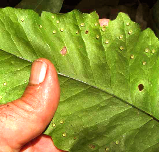 Japanese Holly Fern, CYRTOMIUM FALCATUM, sori