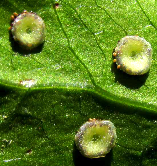 Japanese Holly Fern, CYRTOMIUM FALCATUM, sori close-up