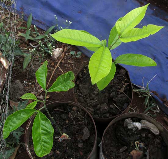 Ackee, BLIGHIA SAPIDA, seedling