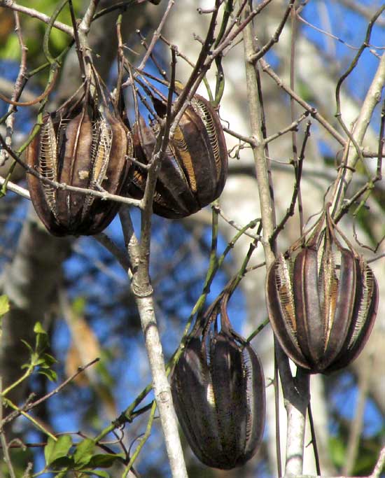 Dutchman's Pipe, ARISTOLOCHIA MAXIMA, fruits