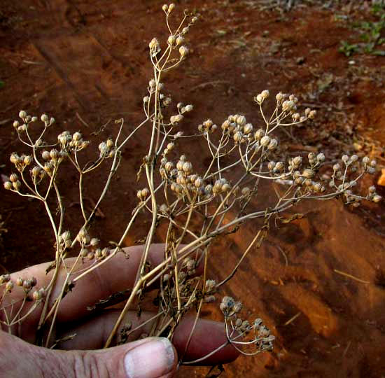 Cilantro or Coriander, CORIANDRUM SATIVUM, dried plant's fruiting head