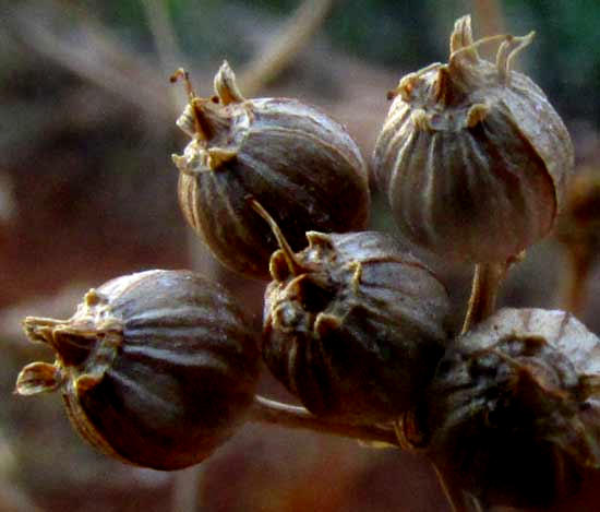 Cilantro or Coriander, CORIANDRUM SATIVUM, fruits