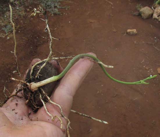 Air Potato, DIOSCOREA BULBIFERA, sprouting bulbil