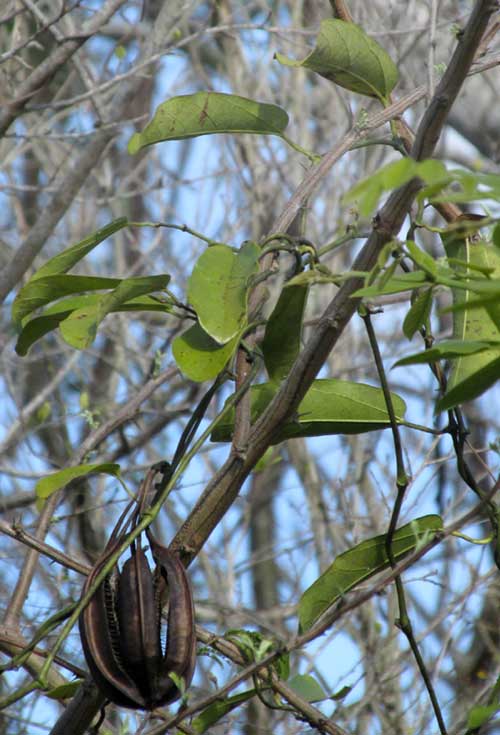 Dutchman's Pipe, ARISTOLOCHIA MAXIMA, fruits and leaves