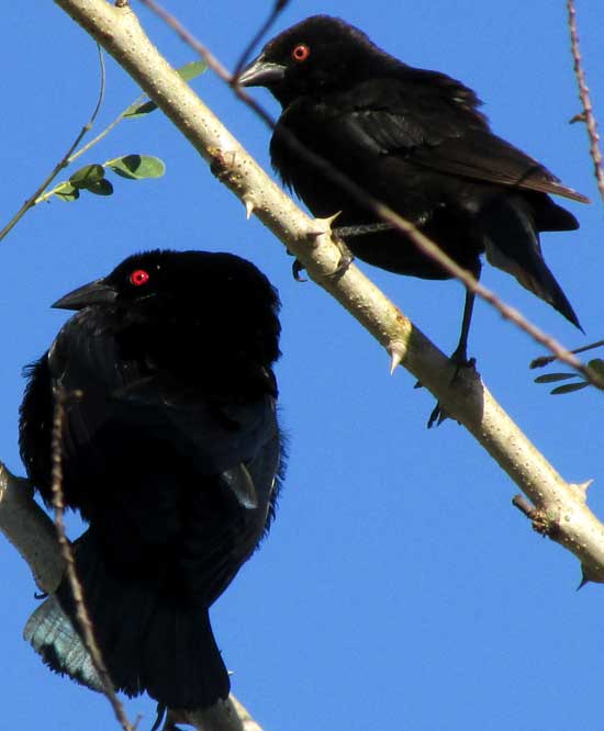 Bronzed Cowbird, MOLOTHRUS AENEUS, male displaying