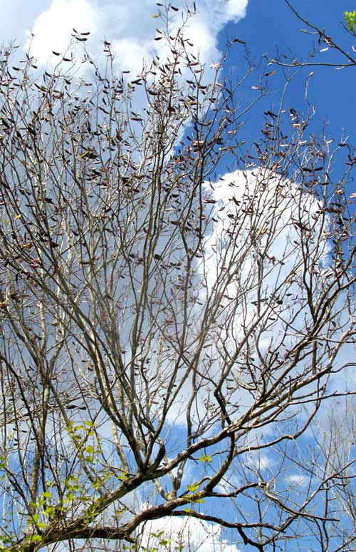 Yucatan Caesalpinia, CAESALPINIA YUCATANENSIS, fruiting