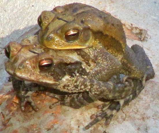 Gulf Coast Toad, BUFO VALLICEPS, amplexus