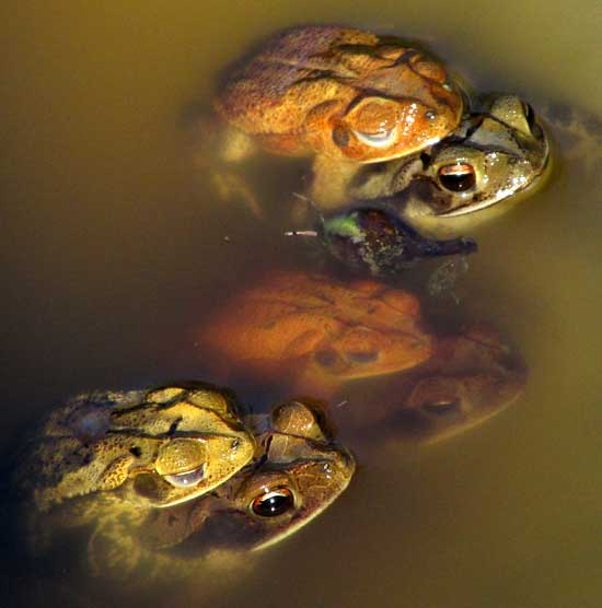 Gulf Coast Toad, BUFO VALLICEPS, couples mating