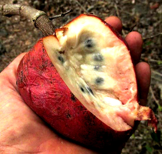 Custard-Apple or Bullocks-Heart, ANNONA RETICULATA, mature red fruit