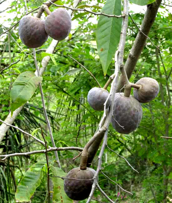 Custard-Apple, ANNONA RETICULATA, fruits on tree