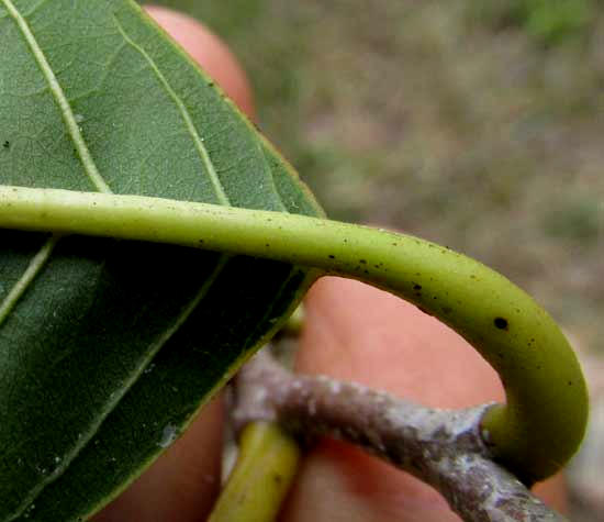 Custard-Apple, ANNONA RETICULATA, glabrous leaf underside and petiole