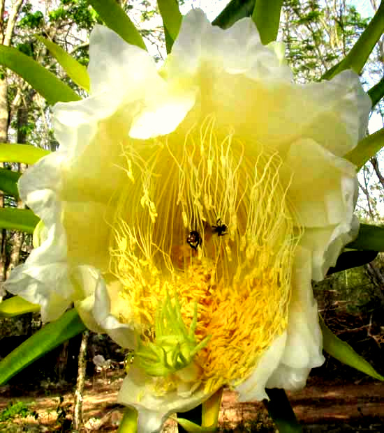 Night-blooming Cereus, HYLOCEREUS UNDATUS, view into flower