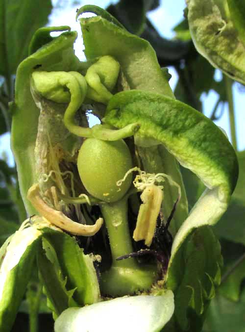 PASSIFLORA EDULIS, flower after nectar robbery