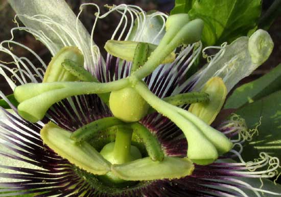 PASSIFLORA EDULIS, stigma and stamens