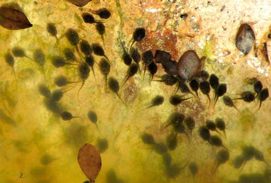 Gulf Coast Toad, BUFO VALLICEPS, tadpoles