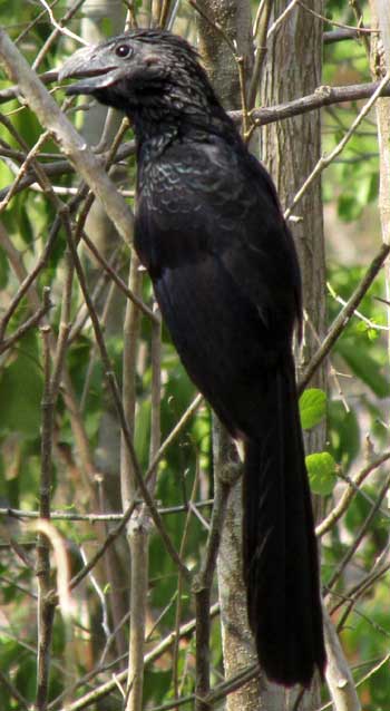 Groove-billed Ani, Crotophaga sulcirostris, keeping cool with beak open