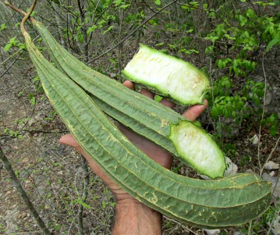 Chinese Okra, Chinese Okra, LUFFA ACUTANGULA, cut open