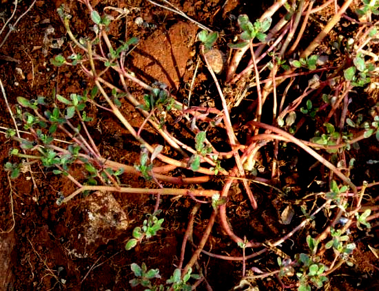Common or Wild Purslane, PORTULACA OLERACEAE, leggy mature plant