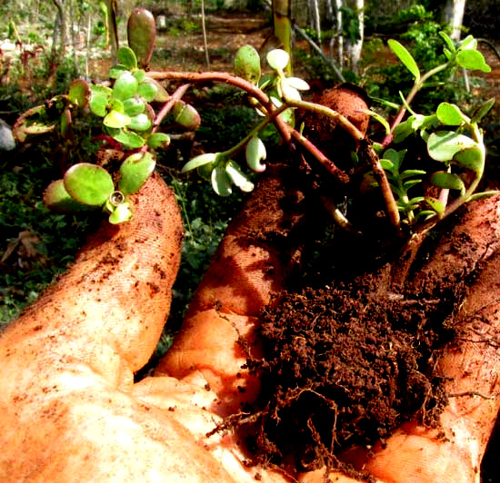 Common or Wild Purslane, PORTULACA OLERACEAE, young plant good for transplanting