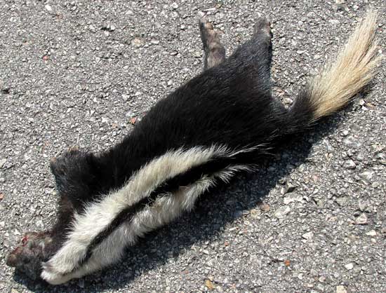 Striped Hog-nosed Skunk, CONEPATUS SEMISTRIATUS