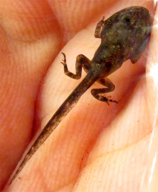 Gulf Coast Toad, BUFO VALLICEPS, tadpole with legs