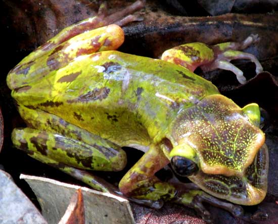 Yucatán Casqueheaded Treefrog, TRIPRION PETASATUS, male