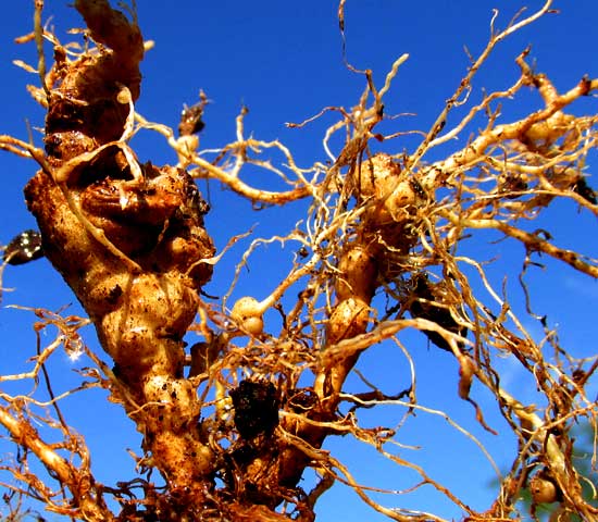 nematode root knots on pepper plants