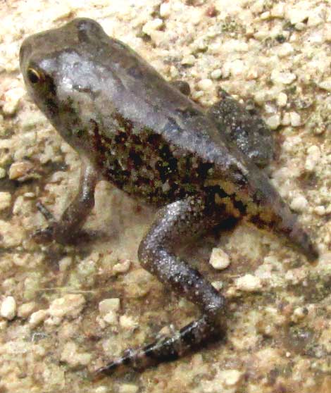 tadpole with mostly disappeared tail