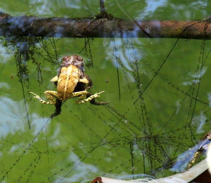 Gulf Coast Toad, BUFO VALLICEPS, mating toads with egg strands