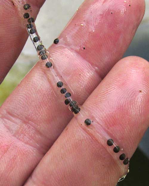 egg strand close-up, of Gulf Coast Toad, Bufo valliceps