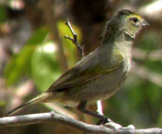 Yellow-faced Grassquit, TIARIS OLIVACEA, juvenile