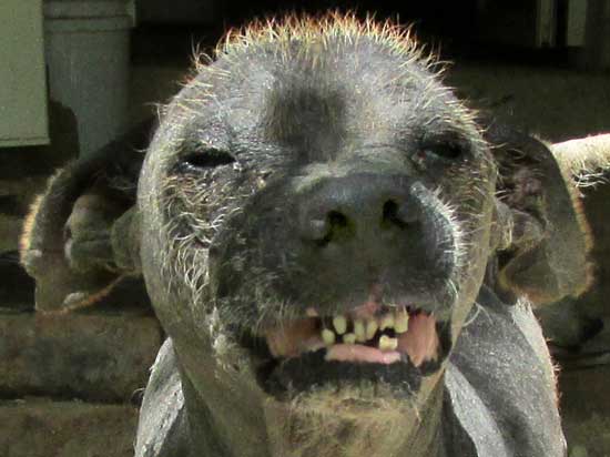 XOLOITZCUINTLE, MEXICAN HAIRLESS DOG, sneezing, showing bad teeth