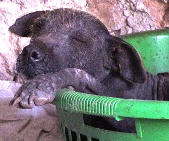 XOLOITZCUINTLE, MEXICAN HAIRLESS DOG, sleeping