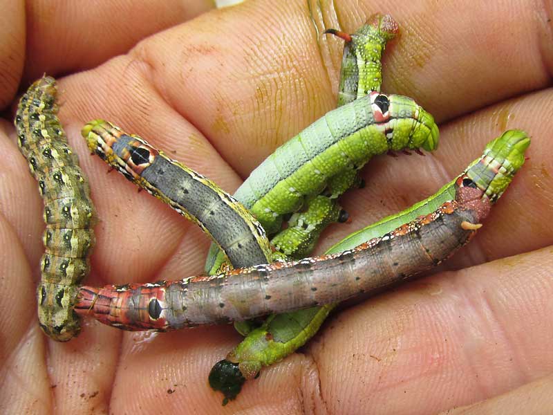 Cassava Hornworm, ERINNYIS ELLO, variation