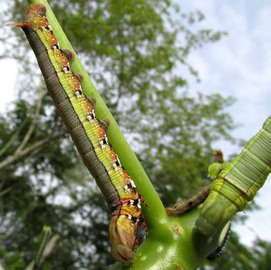 Cassava Hornworm, ERINNYIS ELLO, resting head-down