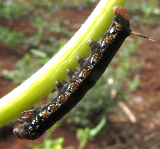 Cassava Hornworm, ERINNYIS ELLO, black early instar