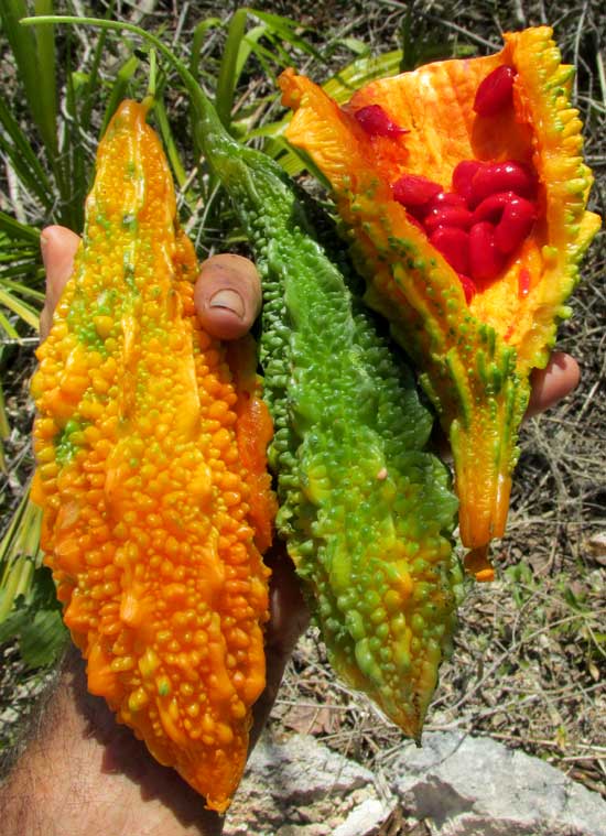 Balsam Apple, MOMORDICA BALSAMINA, fruits