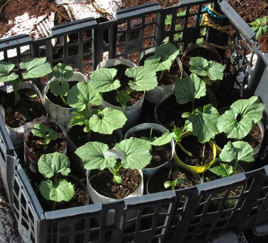 Balsam Apple, MOMORDICA BALSAMINA, seedlings