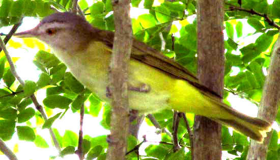 Yellow-green Vireo, VIREO FLAVOVIRIDIS